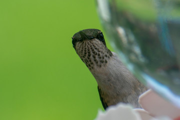 Closeup of Hummingbird