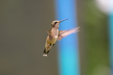 hummingbird in flight