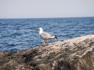 Bird on a rock by the sea     