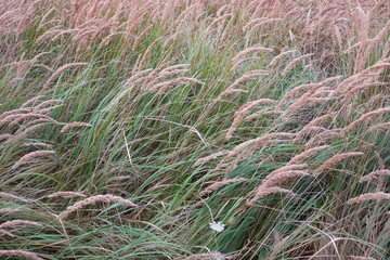 Natural background with flowering long grass