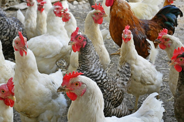 Chicken of different breed on the poultry yard