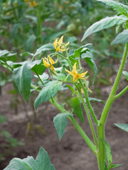 Tomato Flowers Close-up