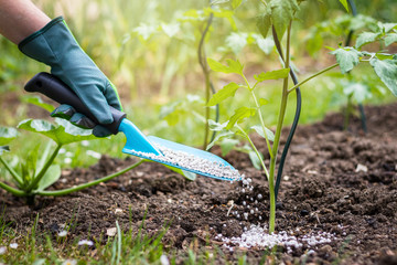Farmer giving granulated fertilizer to young tomato plants - obrazy, fototapety, plakaty