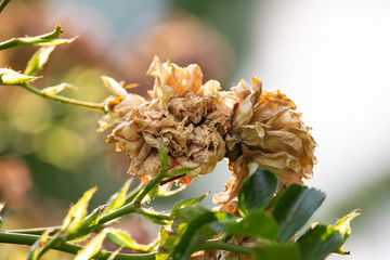 Dry Roses flowers