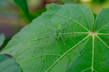 Spider on Leaf