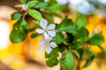 Beautiful white apple blossom flowers in spring time. Background with flowering apple tree. Inspirational natural floral spring blooming garden or park. Colorful ecology nature landscape