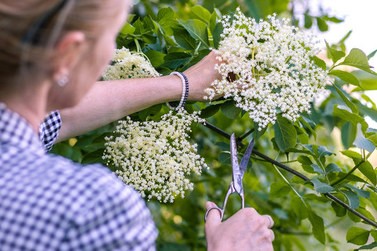 Young woman cutting elderberry flower with scissors