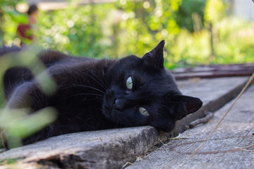 Black cat in the garden