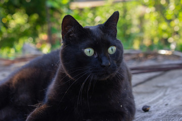 Black cat in the garden