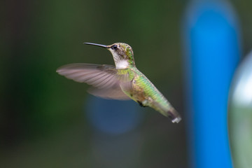 hummingbird in flight