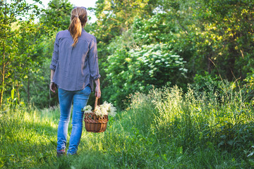 Woman with wicker basket is harvesting elderberry flower