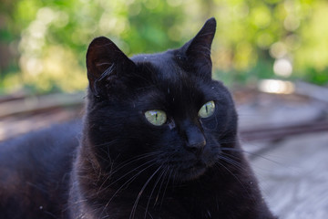Black cat in the garden