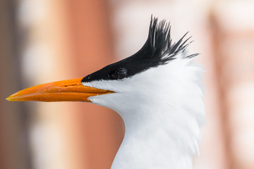 Beautiful bird. He is waiting on the beach.