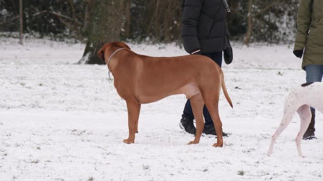 Male ridgeback dog standing in the snow, scanning the surroundings.