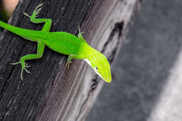 Phelsuma. Little green gecko on dark wooden planks. Madagascar taggecko.