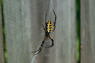 Garden spider on web