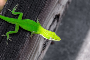 Phelsuma. Little green gecko on dark wooden planks. Madagascar taggecko.