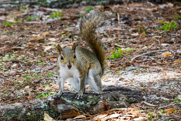 A gray squirrel on a beautiful root.