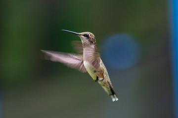 hummingbird in flight