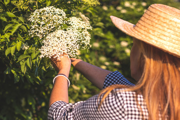 Woman harvesting elderberry flowers in nature