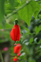 Hibiscus red at garden