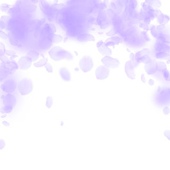 Violet flower petals falling down. Uncommon romant