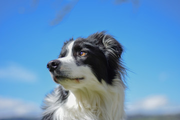 Chien au regard fière 
