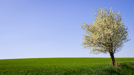 Fototapeta na wymiar Solitude blooming plum tree in nature at springtime, clear sky and green field