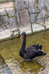 Obraz premium beautiful black swan in the water