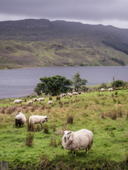 Obraz premium landscape