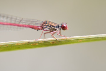 La libellule rouge sang