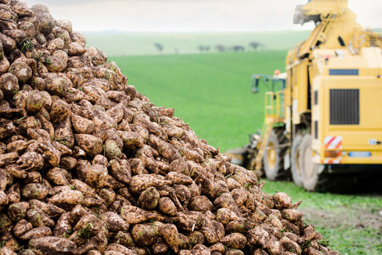 R&eacute;colte des betteraves