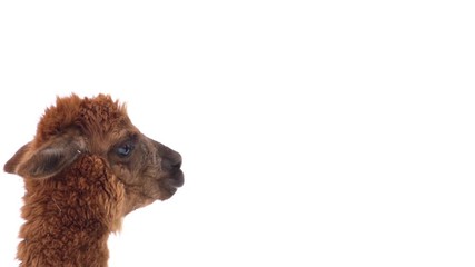 alpaca on a white background