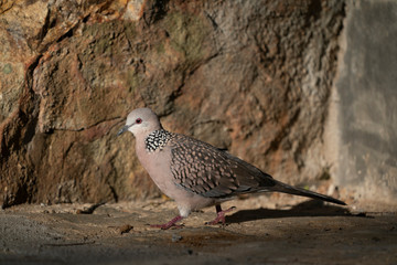 Spotted dove
