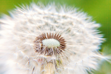 Dandelion seeds blowing in wind in summer field background. Change growth movement and direction concept. Inspirational natural floral spring or summer garden or park. Ecology nature landscape
