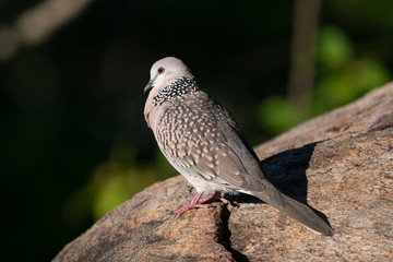 Spotted dove