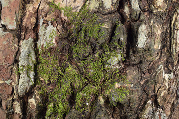 bark of a tree wall