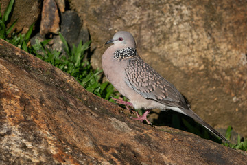 Spotted dove