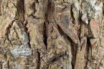 bark of a tree background