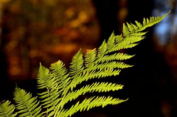 liść paproci © Piotr Łaskawski