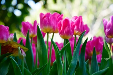 Colorful pink tulips and green leafs with light of sunshine for nature background.