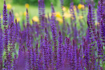 Violetter Steppensalbei