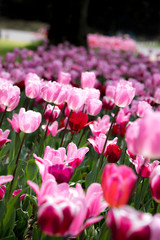 かわいいピンクのチューリップ③