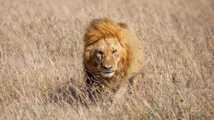 Male lion walking in the grass, Masai Mara, Kenya