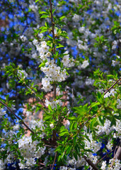 Branch of blossoming cherry tree 