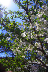 Spring sun is shining through the crown of the blossoming cherry tree
