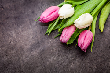 Pink and white tulips on dark background