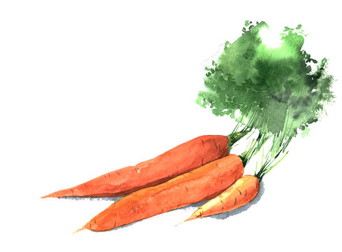 Bunch of watercolor carrots. Hand drawn illustration isolated on white background.