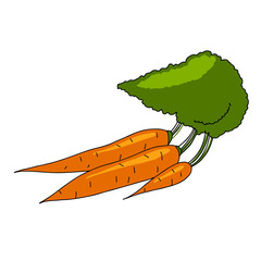 Fresh carrots heap with green stems isolated. vector illustration. for cooking, cosmetics, Herbal medicine, skin care, ointments, labels, prints, wrapping, web design