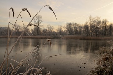 staw © Piotr Łaskawski